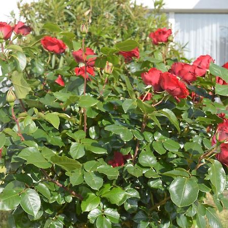 Отель Les Jardins D'Oleron Сен-Пьер-д'Олерон Экстерьер фото