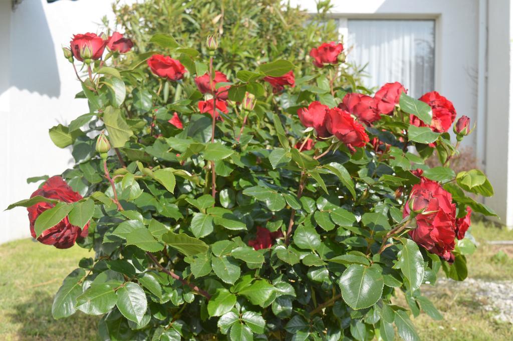 Отель Les Jardins D'Oleron Сен-Пьер-д'Олерон Экстерьер фото